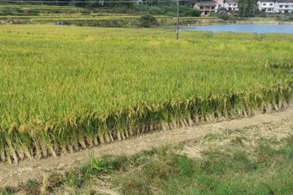 水稻什么时候晒田，建议在分蘖末期、拔节初期进行