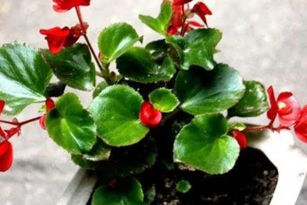 玻璃翠会不会开花，是一种小型盆栽观赏花卉
