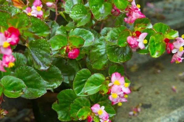 玻璃翠会不会开花，是一种小型盆栽观赏花卉