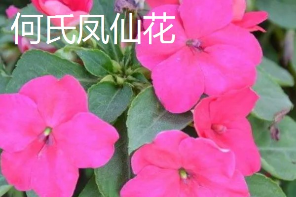 玻璃翠会不会开花，是一种小型盆栽观赏花卉
