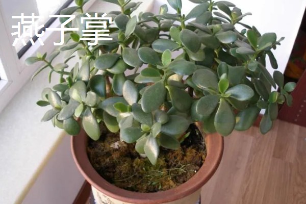 玻璃翠会不会开花，是一种小型盆栽观赏花卉