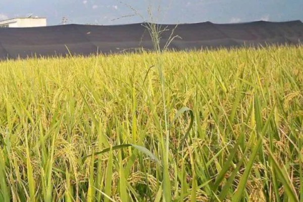 水稻什么时候晒田，建议在分蘖末期、拔节初期进行