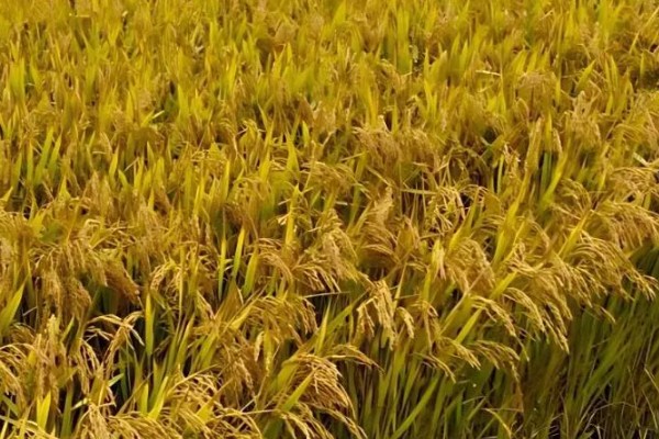 水稻什么时候晒田，建议在分蘖末期、拔节初期进行