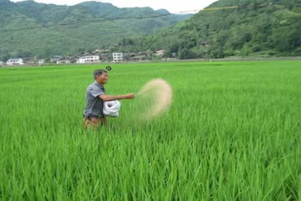 水稻什么时候晒田，建议在分蘖末期、拔节初期进行