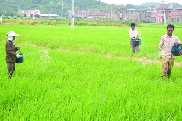 水稻什么时候晒田，建议在分蘖末期、拔节初期进行