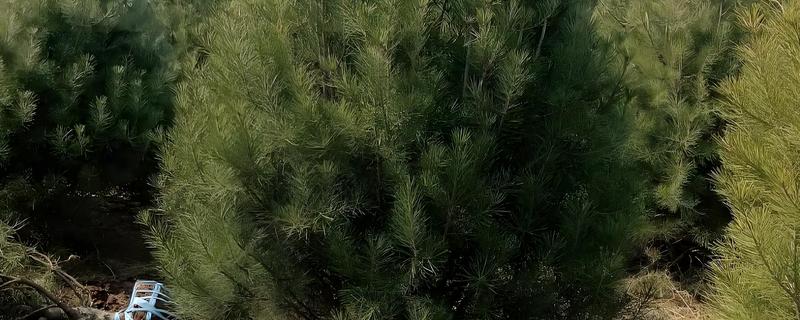 白皮松有什么特点，高可达30米