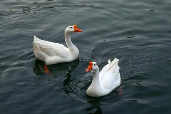 鹅的性格特点，其警觉性很高