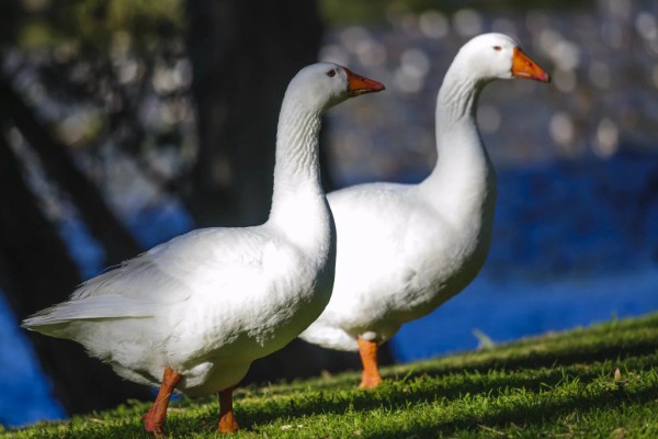 鹅的性格特点，其警觉性很高