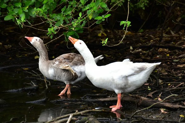 鹅的性格特点，其警觉性很高