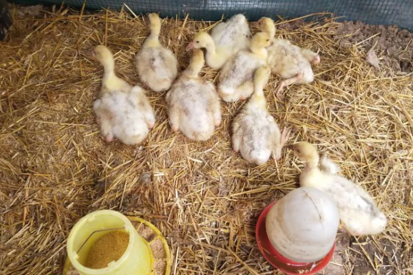 鹅的性格特点，其警觉性很高