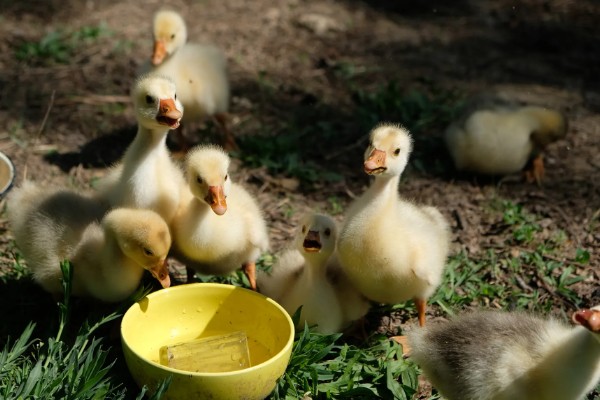 鹅的性格特点，其警觉性很高