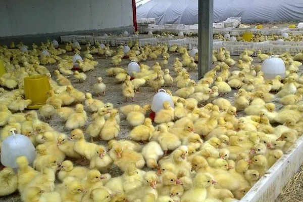 鹅的性格特点，其警觉性很高