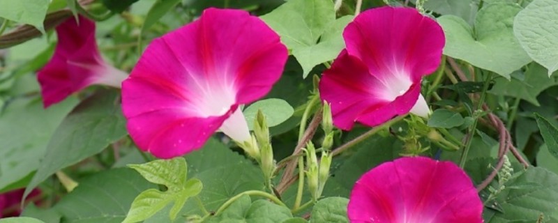 牵牛花能直接种在花盆里吗，可以直接种植在花盆里面的