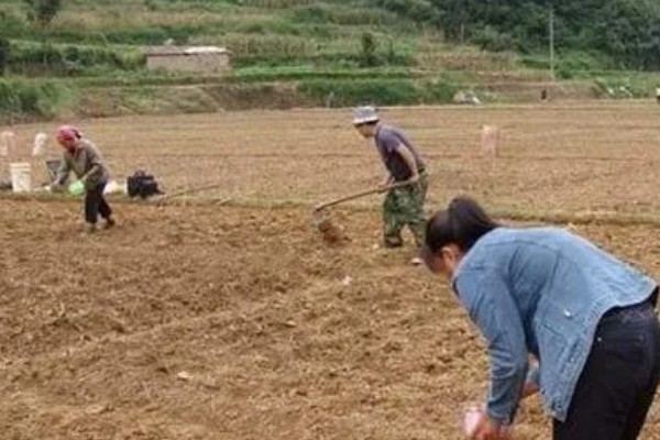 一年四季都可以种胡萝卜吗，大棚可以一年四季种植