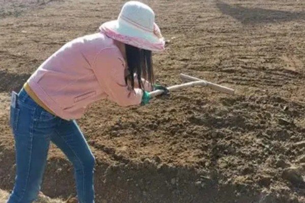 一年四季都可以种胡萝卜吗，大棚可以一年四季种植