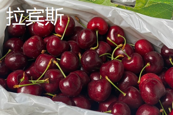 我国进口的车厘子是什么品种,以桑堤娜、拉宾斯、甜心等品种为主