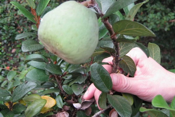 薜荔果在几月可以摘，8-9月可以摘