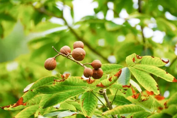 七叶树果实能不能吃，七叶树的果树不能食用
