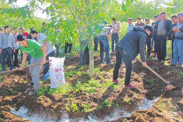 七叶树果实能不能吃，七叶树的果树不能食用