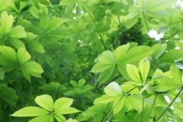 七叶树果实能不能吃，七叶树的果树不能食用