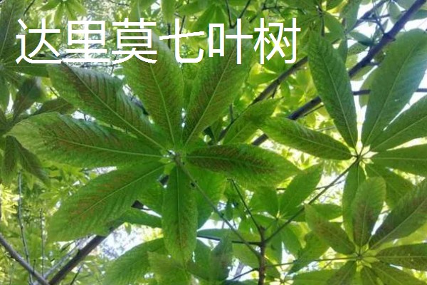 七叶树果实能不能吃，七叶树的果树不能食用