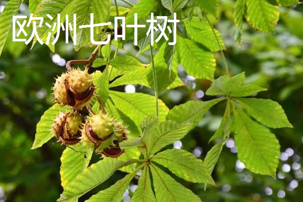 七叶树果实能不能吃，七叶树的果树不能食用