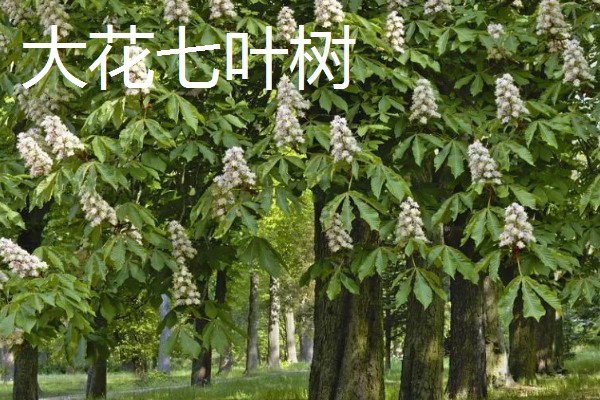 七叶树果实能不能吃，七叶树的果树不能食用