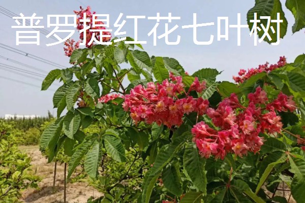 七叶树果实能不能吃，七叶树的果树不能食用