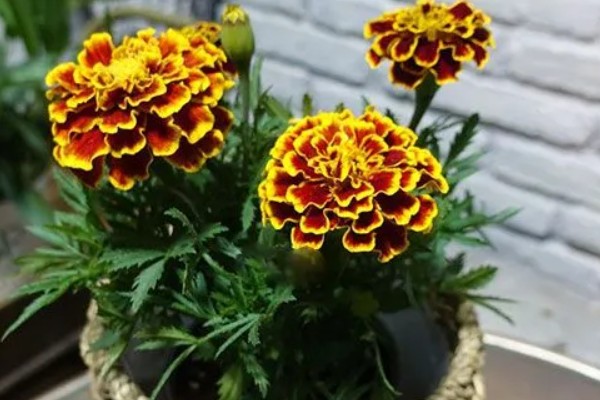 怎么种植孔雀菊，喜欢生长在温暖环境中