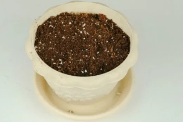 怎么种植孔雀菊，喜欢生长在温暖环境中