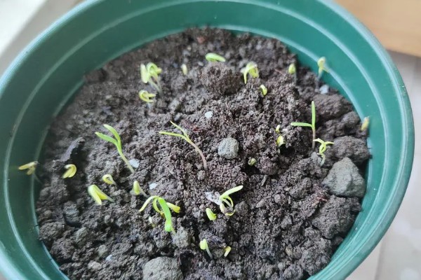 怎么种植孔雀菊，喜欢生长在温暖环境中
