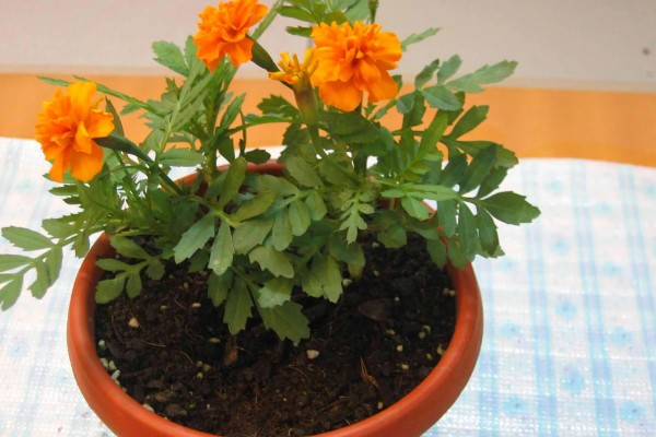 怎么种植孔雀菊，喜欢生长在温暖环境中