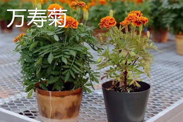 怎么种植孔雀菊，喜欢生长在温暖环境中