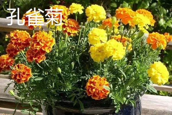 怎么种植孔雀菊，喜欢生长在温暖环境中