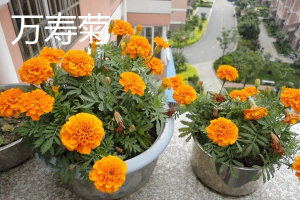 怎么种植孔雀菊，喜欢生长在温暖环境中