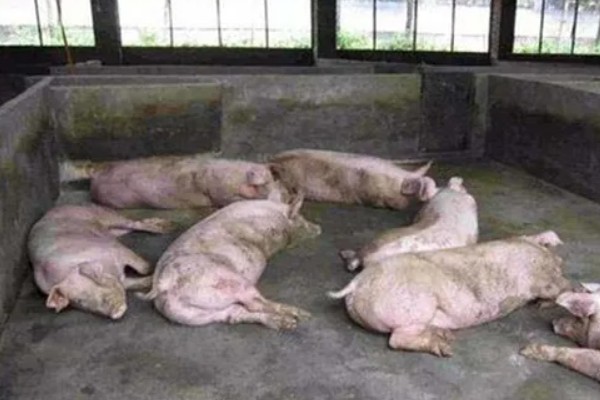 猪中暑不吃食怎么处理，先将猪转移至阴凉的地