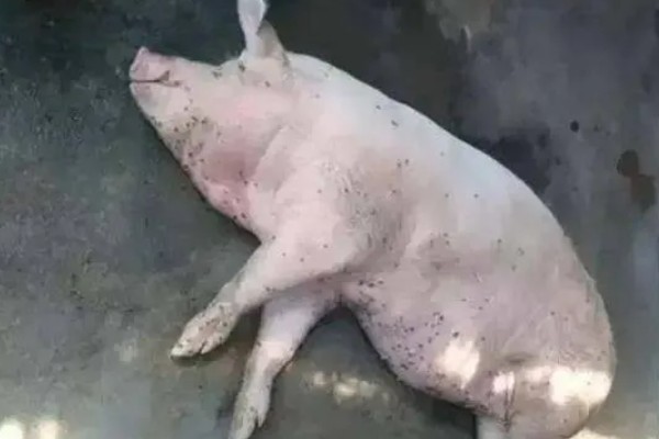 猪中暑不吃食怎么处理，先将猪转移至阴凉的地