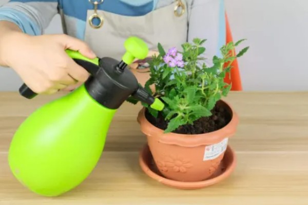 红酒能不能浇花,红酒能用来浇花