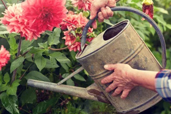 红酒能不能浇花,红酒能用来浇花