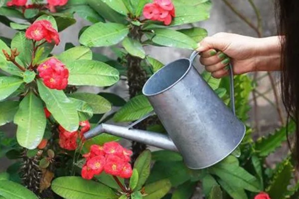 红酒能不能浇花,红酒能用来浇花