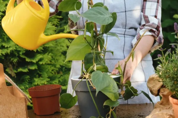红酒能不能浇花,红酒能用来浇花