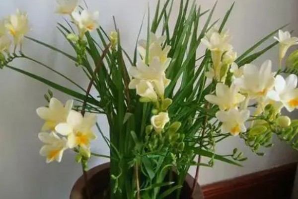 香雪兰的花语是什么，寓意纯洁