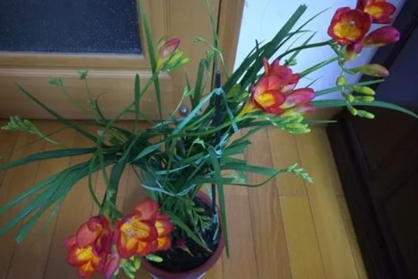 香雪兰的花语是什么，寓意纯洁