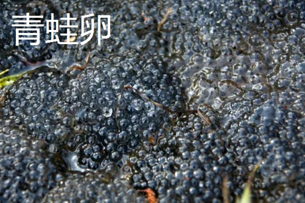 青蛙卵和蟾蜍卵的区别是什么，卵形和产卵时间均不同