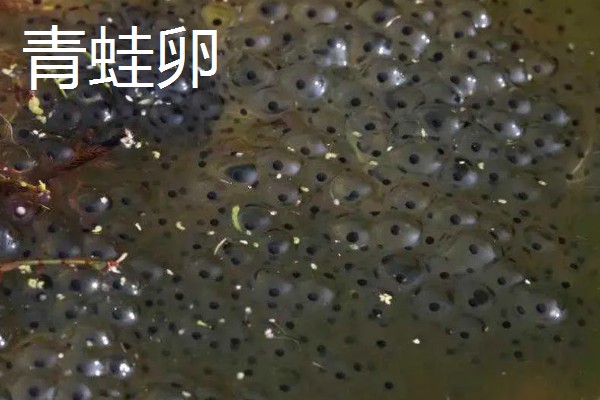 青蛙卵和蟾蜍卵的区别是什么，卵形和产卵时间均不同