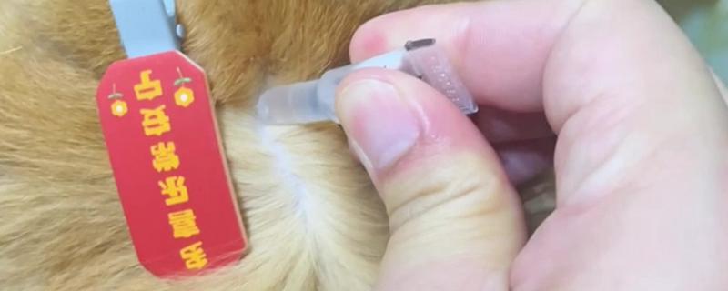 猫咪打完疫苗多久能驱虫，通常建议7天后再做体内驱虫