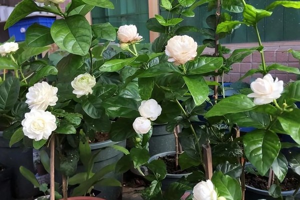 春季如何修剪虎头茉莉，主要是进行摘心和打顶处理
