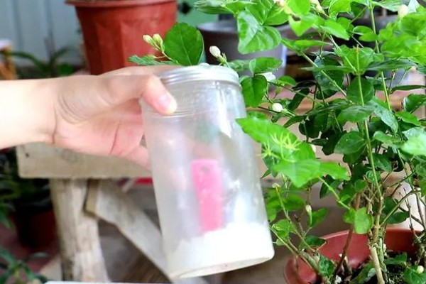 春季如何修剪虎头茉莉，主要是进行摘心和打顶处理