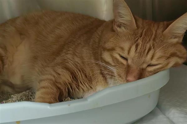 猫咪为什么会发烧，主要是病毒或细菌感染等因素引起