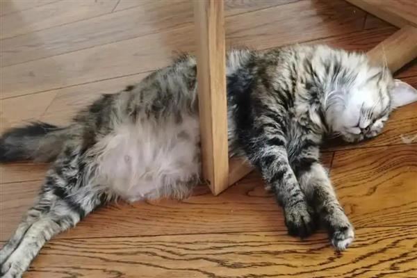 猫咪为什么会发烧，主要是病毒或细菌感染等因素引起